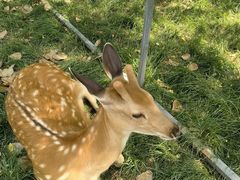 -北京鹿世界主题园