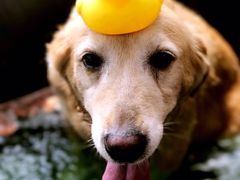 -爱侣宠医·鹦鹉专科·小型哺乳类·异宠专科(灵石路店)