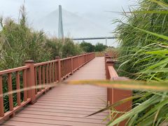 -芒洲湿地公园