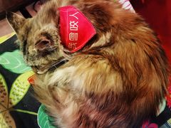 -猫色咖啡·猫咖