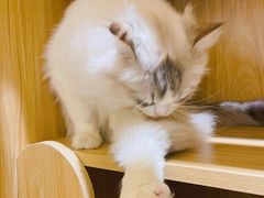 -猫域·湾主题猫咖·宠物吧(南坪城市广场店)