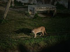 -清迈夜间动物园