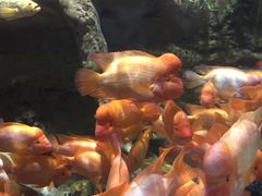 -迪拜水族馆及水下动物园