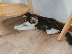 -柴迷FANS CLUB·柴犬狗咖·猫咖