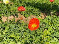 -松山湖梦幻百花洲