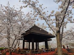 -顾村公园