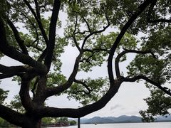 -杭州西湖东坡酒店