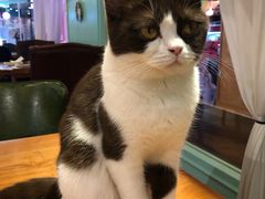 -猫小院猫主题餐厅(三里屯店)