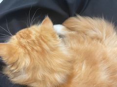 -Heymao猫咖.咖啡厅(东门店)