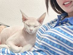 -琪喵猫屋·撸猫猫咖·猫舍