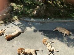 -大连森林动物园