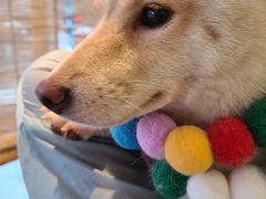 -南京Hallo宠物乐园·哈罗犬舍·柴犬繁育基地