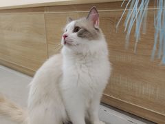 -有喵·猫咖·狗咖·30几只猫10只小狗(岗厦店)