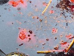 -鸿姐老火锅(疁城新天地店)