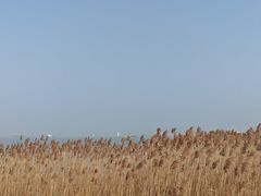 -上海吴淞炮台湾国家湿地公园