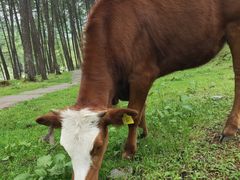 -硗碛藏寨·神木垒景区