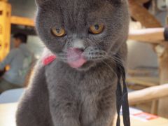 -豆逗聊愈猫阁Easy Life