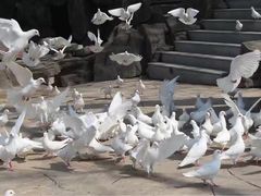 -燕塞湖鸟语林景区
