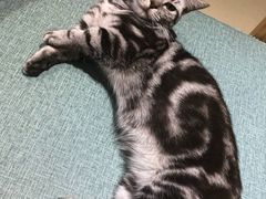 -藏猫猫咖啡主题馆(中央大道店)