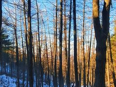 -鲁山国家森林公园