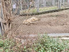 -合肥野生动物园