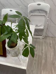 -凡碧诗毛孔收细
