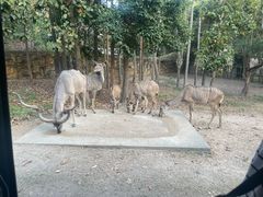 -清迈夜间动物园