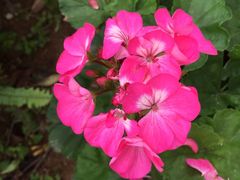 -松山湖梦幻百花洲