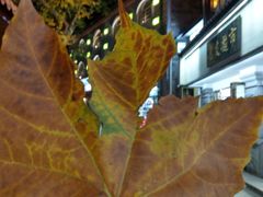 -庐山恋影院(河西路店)