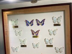 -上海昆虫博物馆