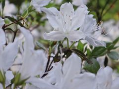 -杭州植物园