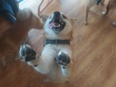 -柴犬高等学院·狗咖·柴犬售卖·宠物训练