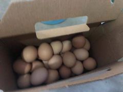 -马陆小张葡萄园农家乐