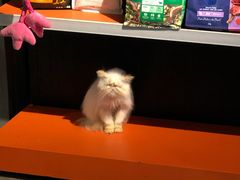 -more than meow吴止猫主题餐厅(承德 中船汇店)