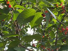 -樱桃山旅游景区