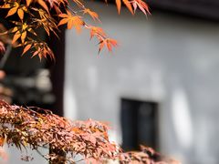 -韬光茶庵