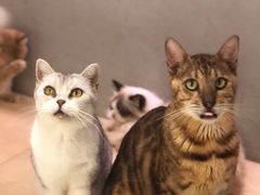 -more than meow吴止猫主题餐厅(承德 中船汇店)