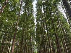 -黄海国家森林公园