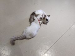 -藏猫猫咖啡主题馆(中央大道店)