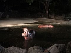 -清迈夜间动物园