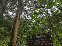 -汤旺河林海奇石景区