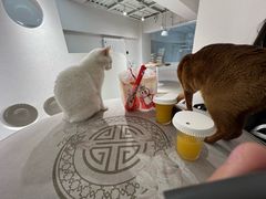 -琪喵猫屋·撸猫猫咖·猫舍