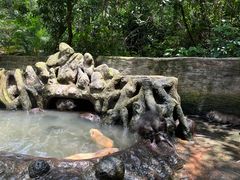 -海南热带野生动植物园