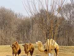-北京野生动物园