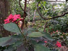 -呀路古热带植物园