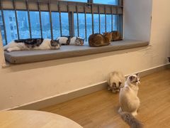 -有喵·猫咖·狗咖·30几只猫10只小狗(岗厦店)