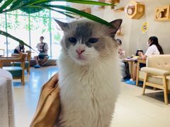 -藏猫猫咖啡主题馆(中央大道店)