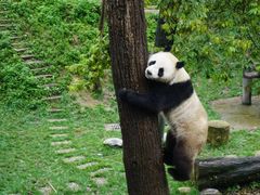 -中国大熊猫保护研究中心雅安碧峰峡基地