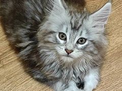 -乐琪宠物(青塔西路店)