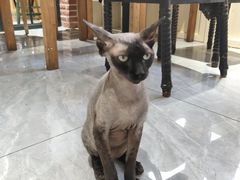 -猫小院猫主题餐厅(南锣旗舰店)
